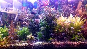 Скалярии пиной смоки, молодь с родителями