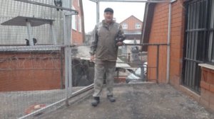 Николаевские голуби. Черномурые белохвостые. Лучшие племенные пары сезона 2022.
