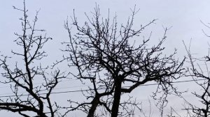 Вариант омолаживающей обрезки груши