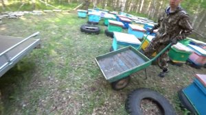 КАК МЫ ПЕРЕВОЗИМ ПЧЕЛОСЕМЬИ В ПРИЦЕПЕ НА ТОЧЁК.