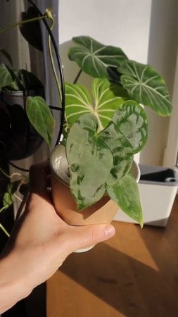 Невероятный Антуриум Besseae Aff х Forgetii #комнатныерастения #plants #растения
