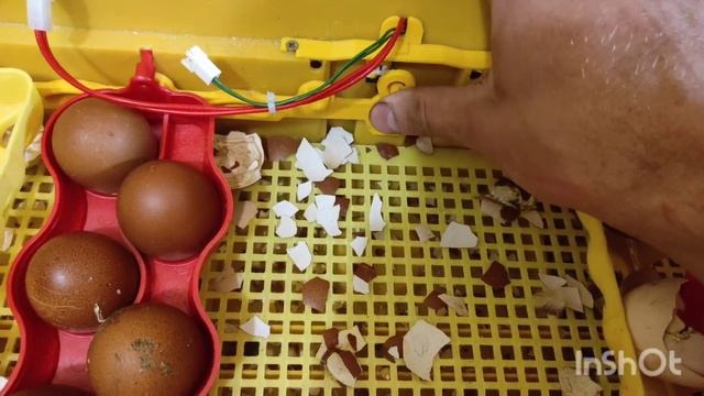 ИХ ОЧЕНЬ МНОГО И ВСЕГДА! ЧТО И КАК НУЖНО ДЕЛАТЬ! СЕКРЕТЫ ИНКУБАЦИИ КОТОРЫХ НЕТУ! ЦЫПЛЯТ ВАЛОМ