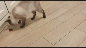 БЛОГ КОТА МИТИ