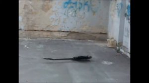 Малолетние уроды ломают бас-гитару УРАЛ