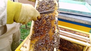 Ловля роев , увеличиваем пасеку