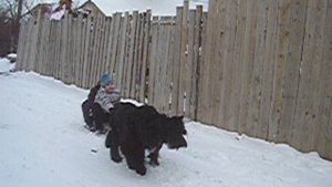 Севастопольская самоходка. Роман-Кош Берри Бьюти Квин и Бельбек Стронг Нат