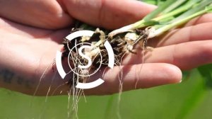 Пшеница озимая