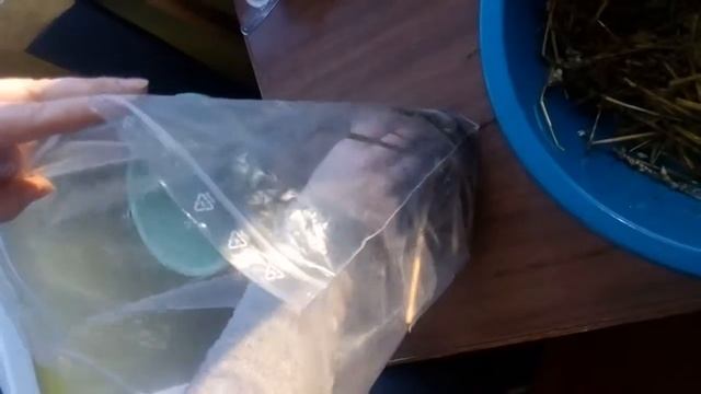 Проращивание картофеля в соломе(1часть)
