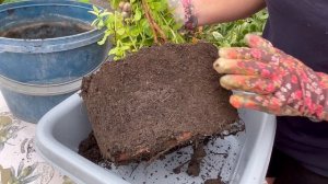 Реанимируем Карликовую Гуаву. Псидиум Гуава Nana \ Карликовая гуава Psidium guajava Dwarf.