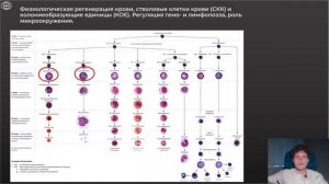 Гистология | ГЕМОПОЭЗ