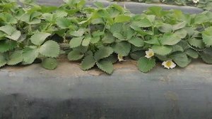 Опыление клубники в теплице