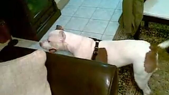 pit bull sizar смотреть онлайн