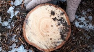 Ёлочная ферма. Самый веселый способ купить ёлку в Дании