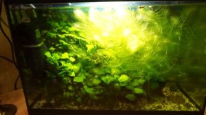 Аквариумы травники ~ 4 недели со старта (обзор без коментариев)
