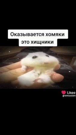 #хомяк #прикол #эдит #Крыса