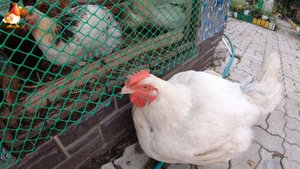 Бройлер Кобб-500 почти 6 месяцев курице. Прощаемся с одинокой бройлершей Облачко 🐔 пришло время...