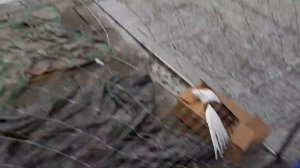 Выставка-ярмарка голубей в Красном Луче. Николаеские голуби Добропольского района. Pigeon Fair.