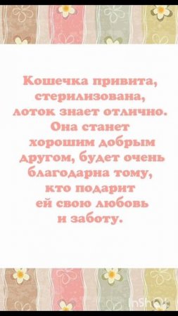 🏡 Очень ласковая кошечка Алиса ищет дом! 💖
