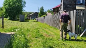 Обучение спаниеля (Аля) : Подача. "Вперед"