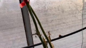 Супервкусный и суперустойчивый томат - Стенька Разин.