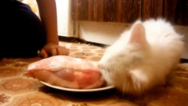 Эпическая битва котенка Умки с курицей, пожелавшей остаться неизвестной смотреть онлайн