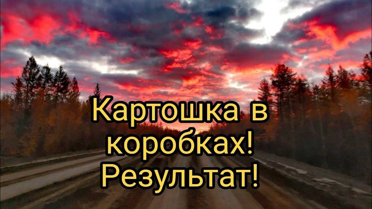 Картошка в коробах уника, сарпа мира, черный павлин, результат. смотреть онлайн