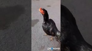 ДАКАН. Бойцовский петух