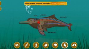 Как устроен организм животных