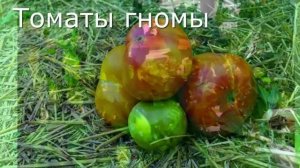 Осторожно пасынкуйте гномы. Потеряете урожай.