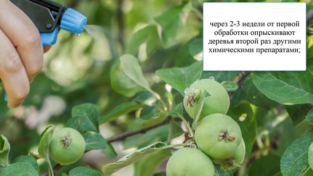 Когда обрабатывать яблоню от плодожорки