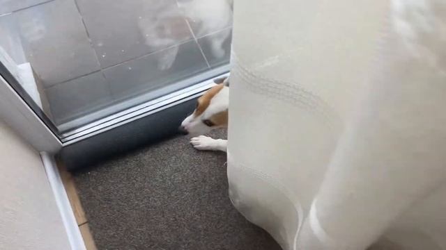 День собачки Макса! Подрались с кошкой из-за сосиски?🤭 смотреть онлайн