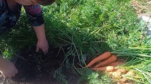 Уборка моркови и свеклы