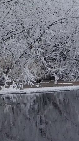 НОРКА ИЩЕТ РЫБУ Nature of Russia