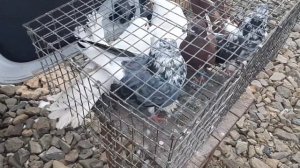 Кировоградские и мраморные голуби из Аюты, бакинцы из Чалтыря на ярмарке в Аксае. Pigeon. 鸽子. الحمام