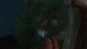 Горюшкин, разводня, виды и генетика скалярий