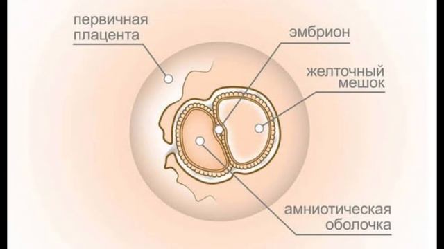 2 неделя #Развитиепонеделям
