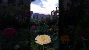 Лезгинские песни 2025  #Варз алай йифиз