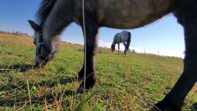 Блу и Руу тусуются 5 смотреть онлайн