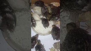 Quails of different breeds eat cottage cheese \ Перепела разной породы кушают творог