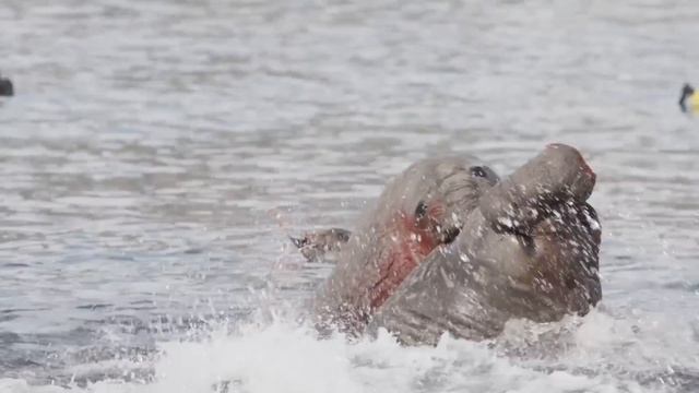 elephant seal fight смотреть онлайн