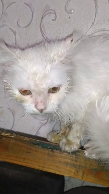 Беляша скупали смотреть онлайн