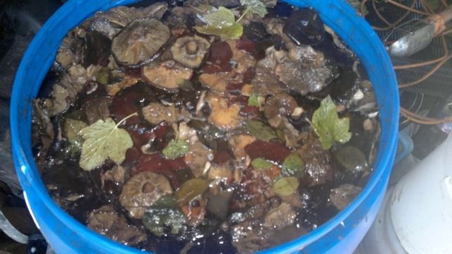 Как солить черные грузди смотреть онлайн