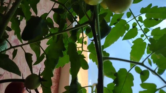 Созрели томаты на балконе,июнь смотреть онлайн