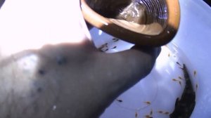 Анциструс L144  Разведение