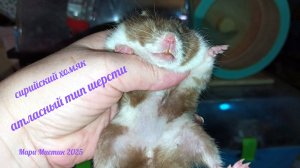 Слепые хомячата 23.01.25 #сирийскийхомяк #атласный_тип_шерсти #купитьхомяка 89215950848 #продамхомяк