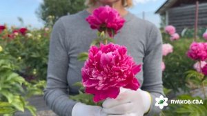 Aviator Breliot peony. Авиатор Брелиот пион. Пулков сад