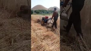 гандум даравак