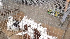 Голубемобиль из Морозовска. Птичий рынок. Сборная ярмарка голубей в Ростове на Дону.