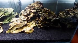 Запущен аквариум сулавесник для кардиналов и тмломеланий