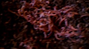 Дендробена. Критическая плотность малька. Что делать???